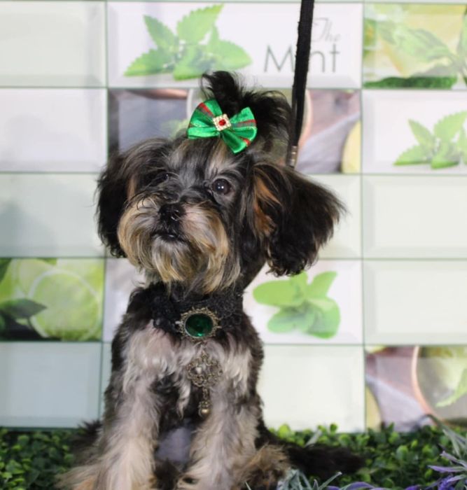 YorkiePoo śliczna suczka xxs mini nie maltipoo