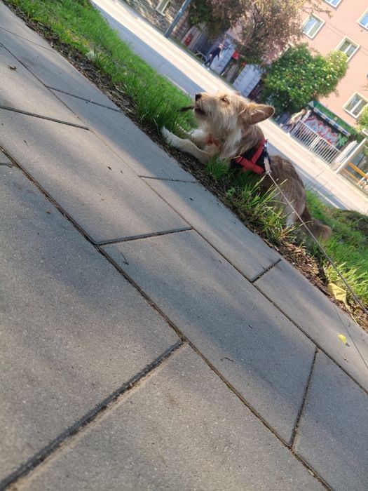 Oddam pieska w dobre ręce