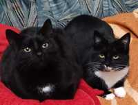 Dwie kotki do adopcji :)
