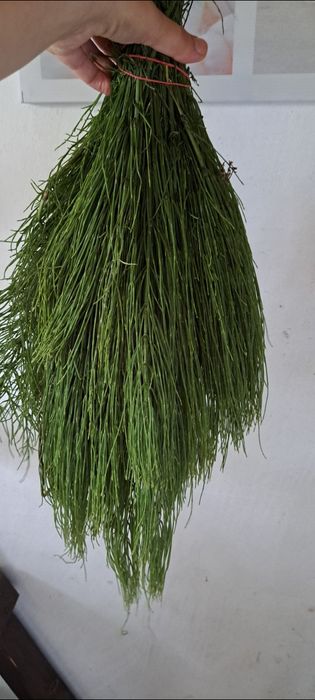 Świeży skrzyp polny z Warmii 2 kg dla zdrowia i urody