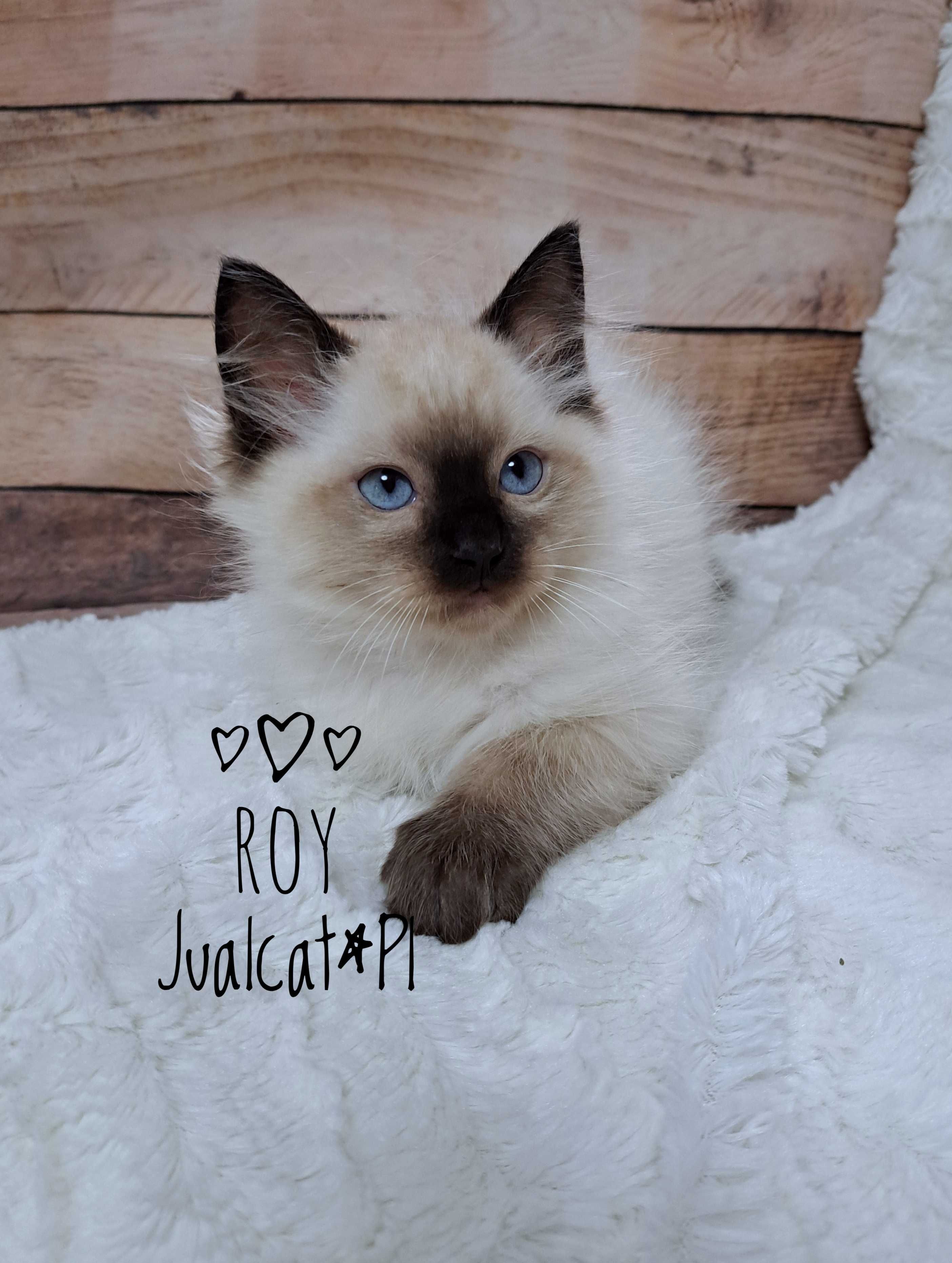 RAGDOLL Kocurek seal colorpoint Rag n Rodówod FPL