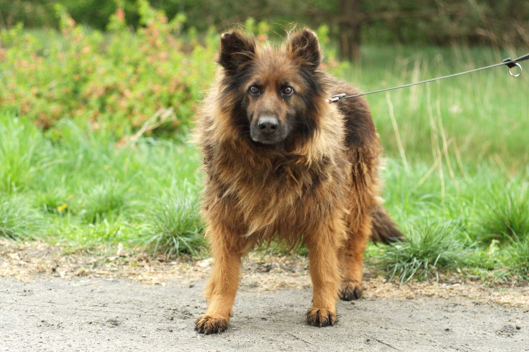 Szaman - piękny, niezwykle umaszczony pies w typie owczarka