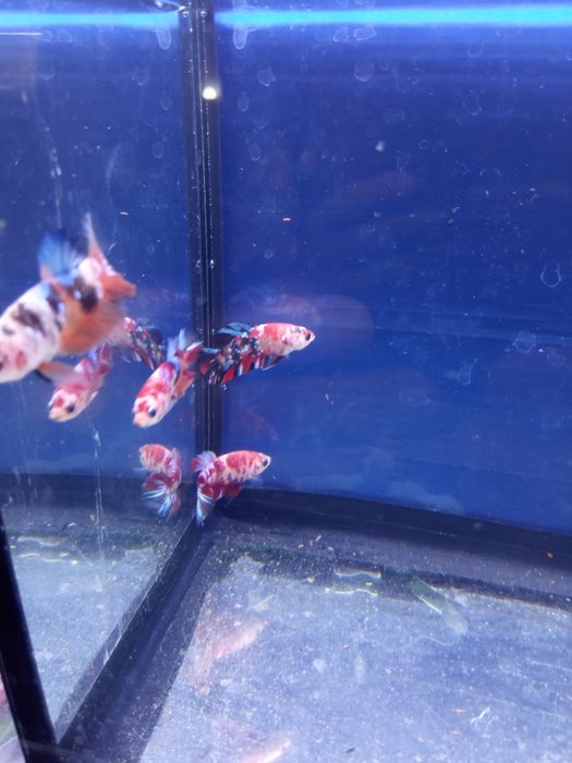 Продам петухов кои