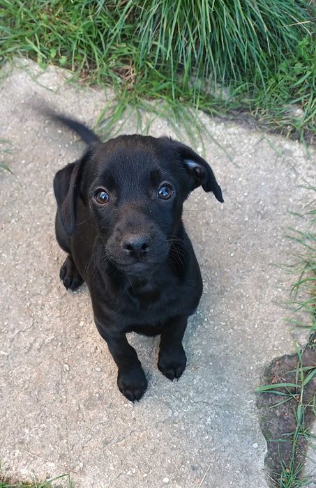 Czarny szczeniak RODZYNEK