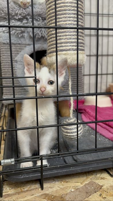 Kocieta z ulicy szukają domkow