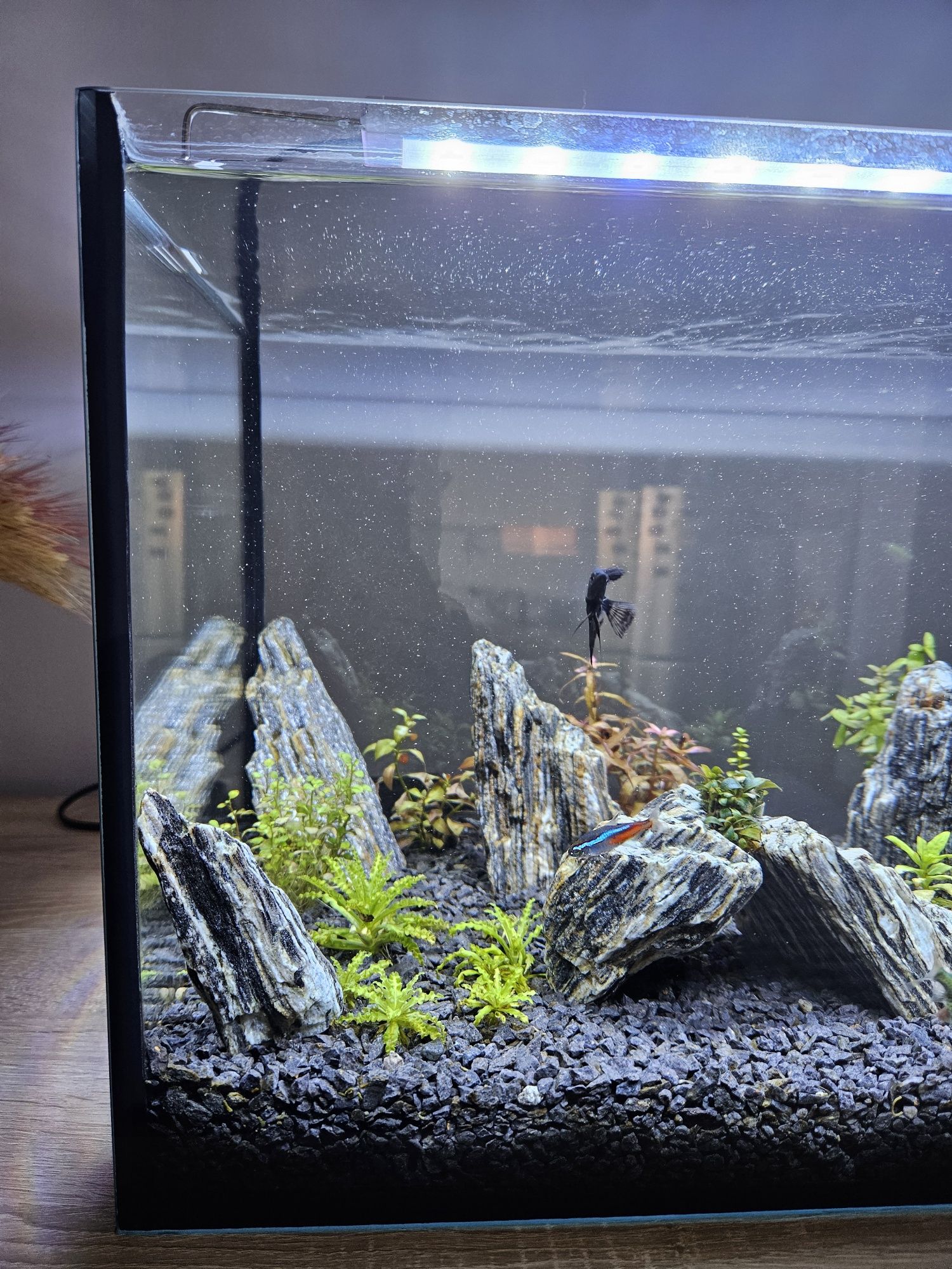 Akwarium 54L cały zestaw