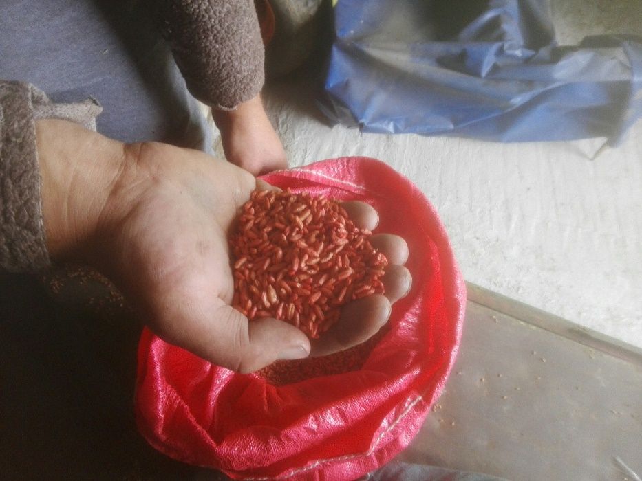 Zaprawiarka do zboża nasion na przenośnik ślimakowy ZP140/1 ATEST