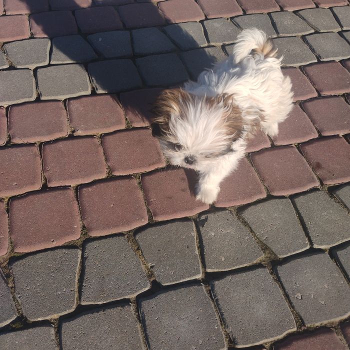 Szczeniak shihtzu suczka