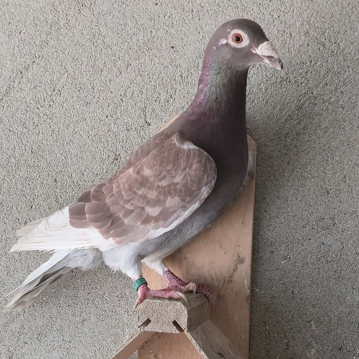 Pombos Correios Linha Antiga