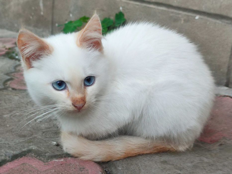 Кошенята в хороші руки, котики безкоштовно