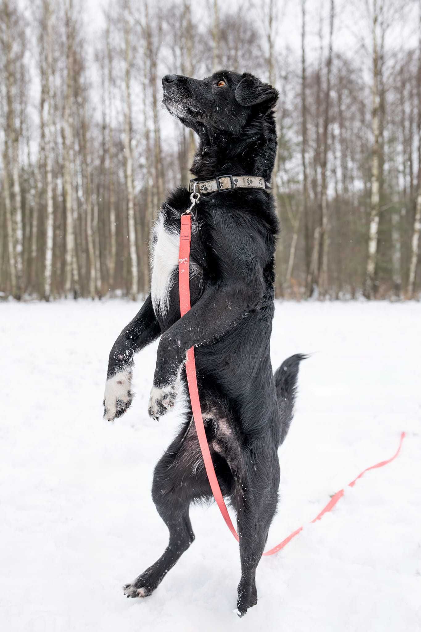 Hamlet przepiękny, kochany, ułożony psi senior adoptuj, pokochaj 19kg