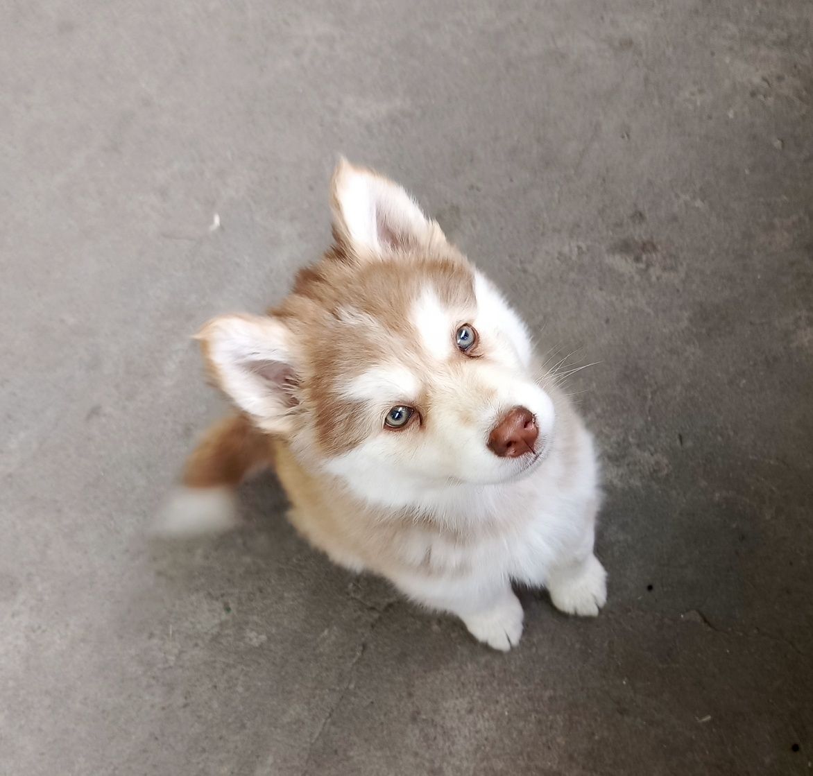 Husky syberyjski szczeniak