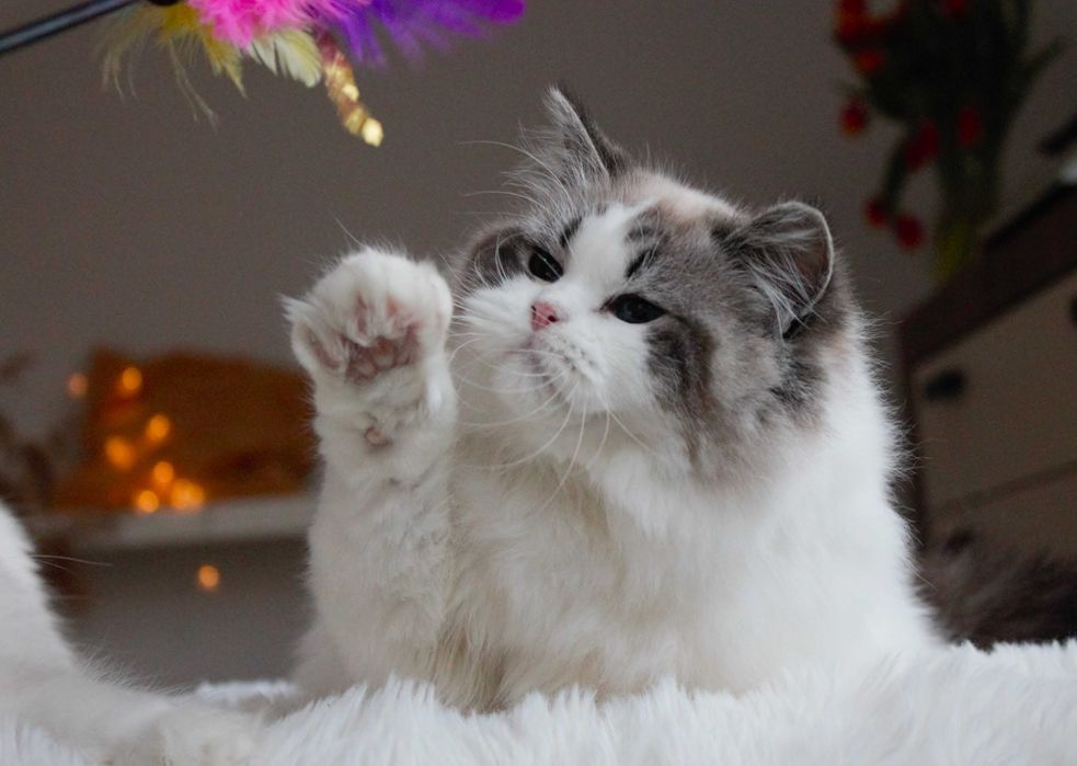 Kotka Ragdoll-rodowód FPL