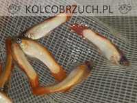 Gupik odmiana PINK TAIL - Poecilia reticulata - dowozimy, wysyłamy