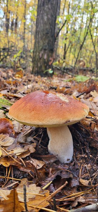 Мариновані гриби