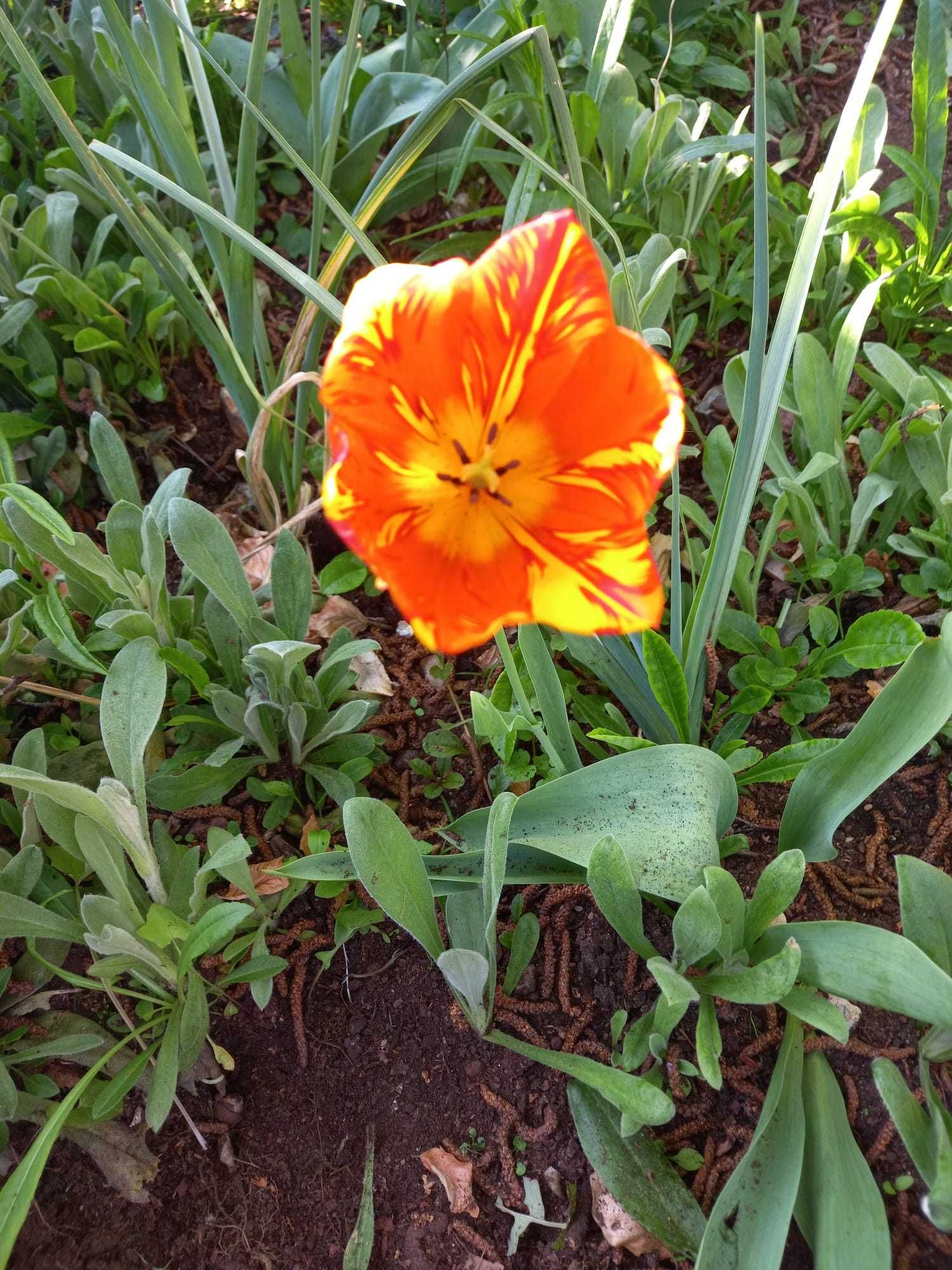 Serviços de jardinagem - Manutenção de jardins e Hortas