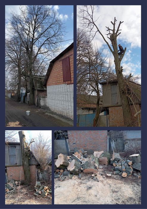 Професійне видалення, валка, обрізка та розпил аварійних дерев