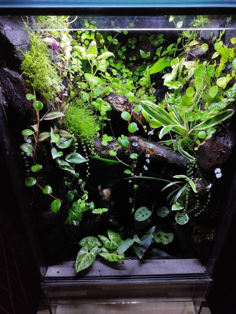 Terrarium tropikalne gekon paludarium vivarium jaszczurki