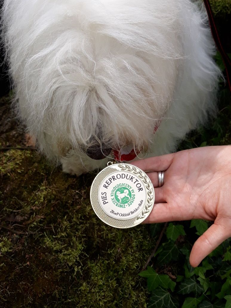 Coton de tulear  reproduktor ZKwP i FCI