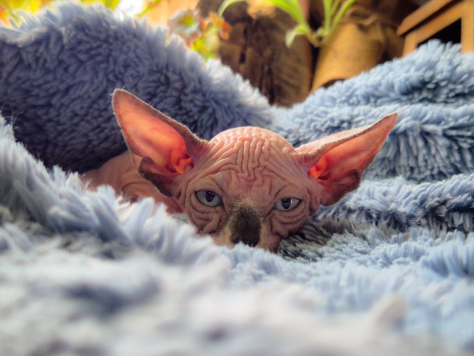 Kotka Sfinks Kanadyjski z rodowodem FPL