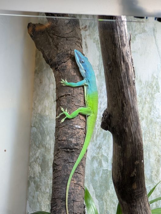 Anolis allisoni. Jaszczurka dzienna.