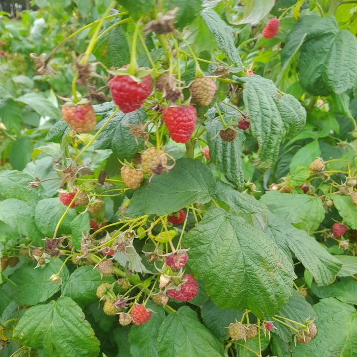 Sadzonki malin młodej plantacji