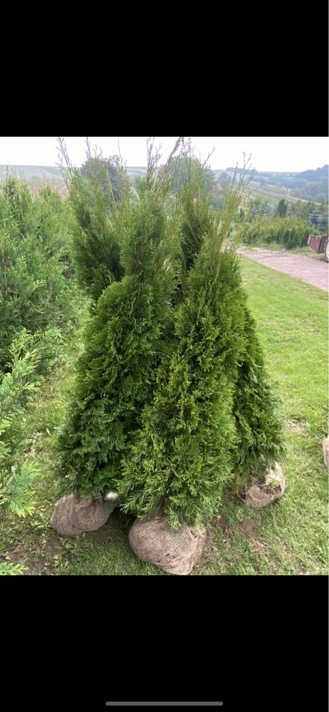 Tuja Szmaragd 150-160 SADZIMY! (120/130/140) Tuja Thuja Thuje