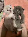 Шотландские котята