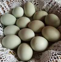 Jajka zielone beczholesterolu