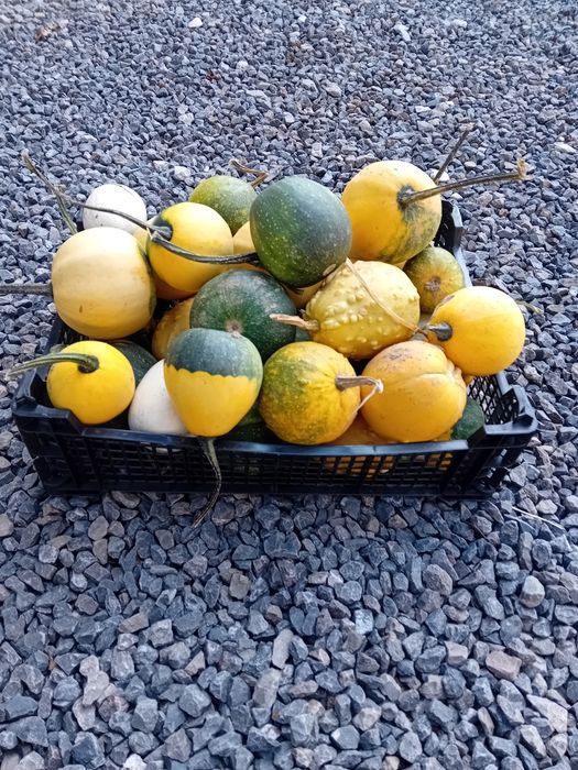 Dynie ozdobne kabaczki dekoracyjne 30 szt Halloween sztuk