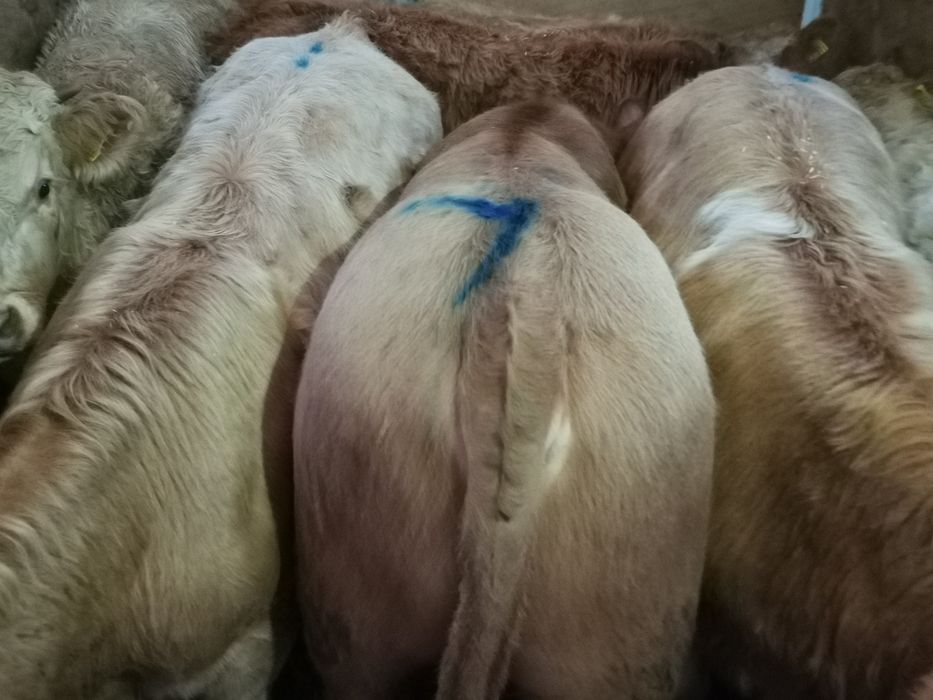 Odsadki mięsne blubelgian szarolez