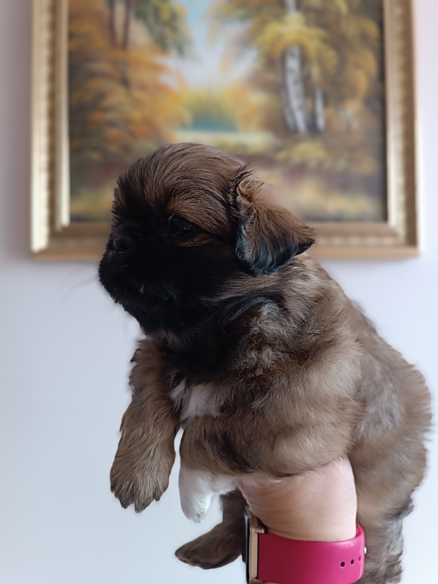 Цуценята пекінеси королівські