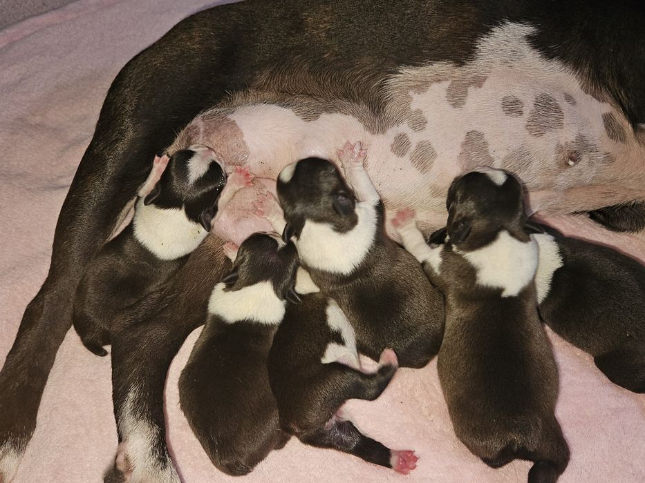 Sunia boston terrier fci