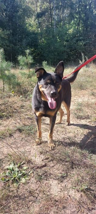 Energiczny seniorek błaga o dom!