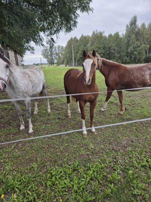 Na sprzedaż trzy klacze walijskie bogata hodowla