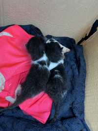 Gatinhos bebes para adoção URGENTE