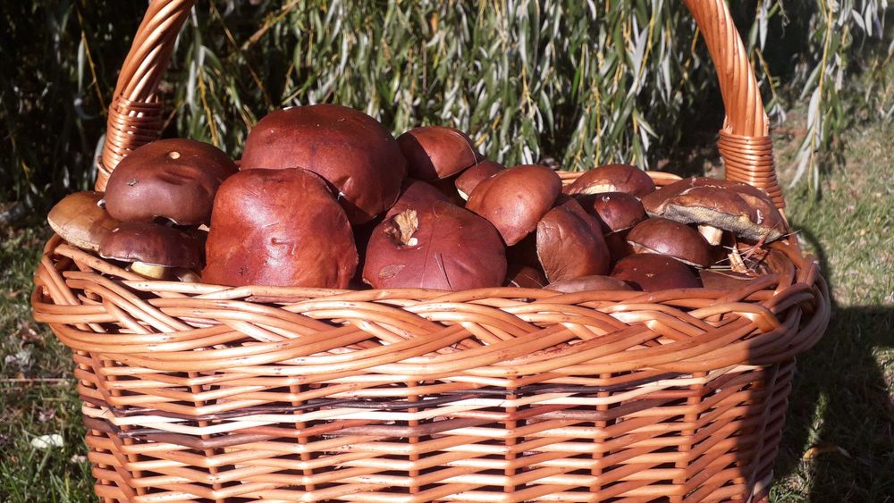 Grzyby Podgrzybki codziennie zbierane 2kg na zamówienie