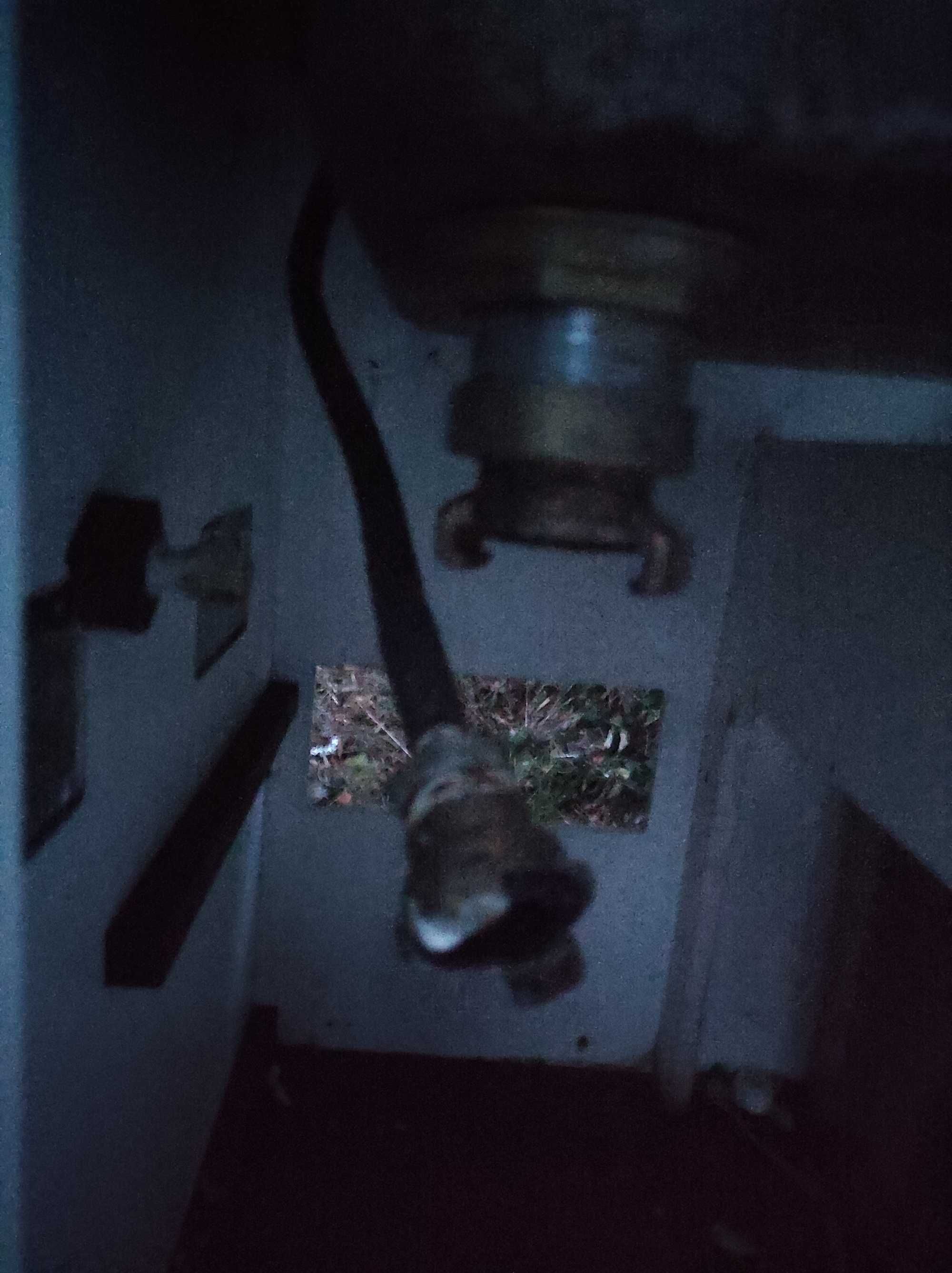 Nalewak do Piwa na kołach rollbar