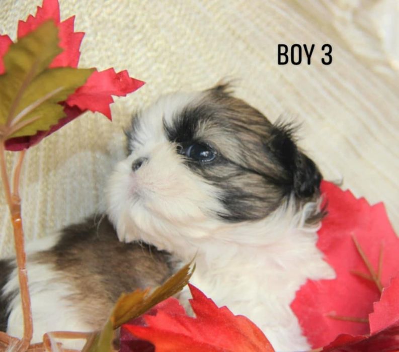 Shih- tzu piesek Zkwp FCI