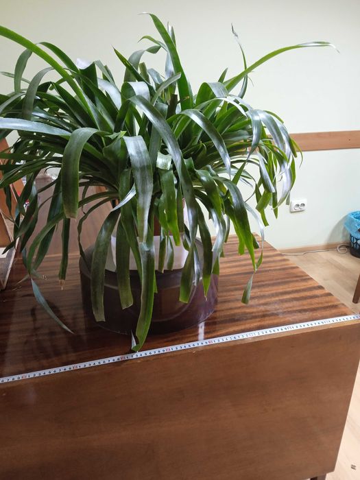 Більбергія ( сльози королеви)