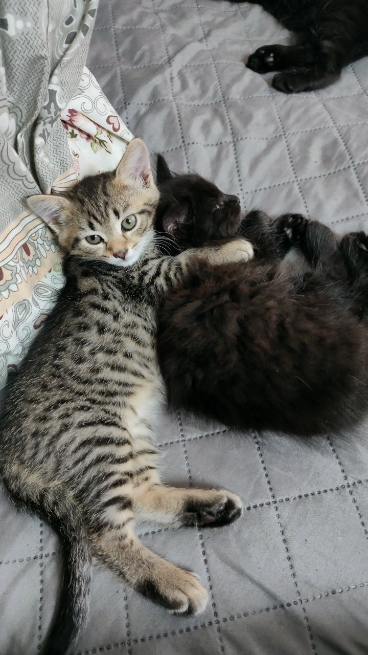 Котята ,дівчата в добрі ручки