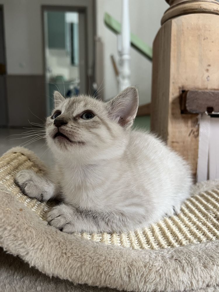 4 gatinhos para adoçao responsavel