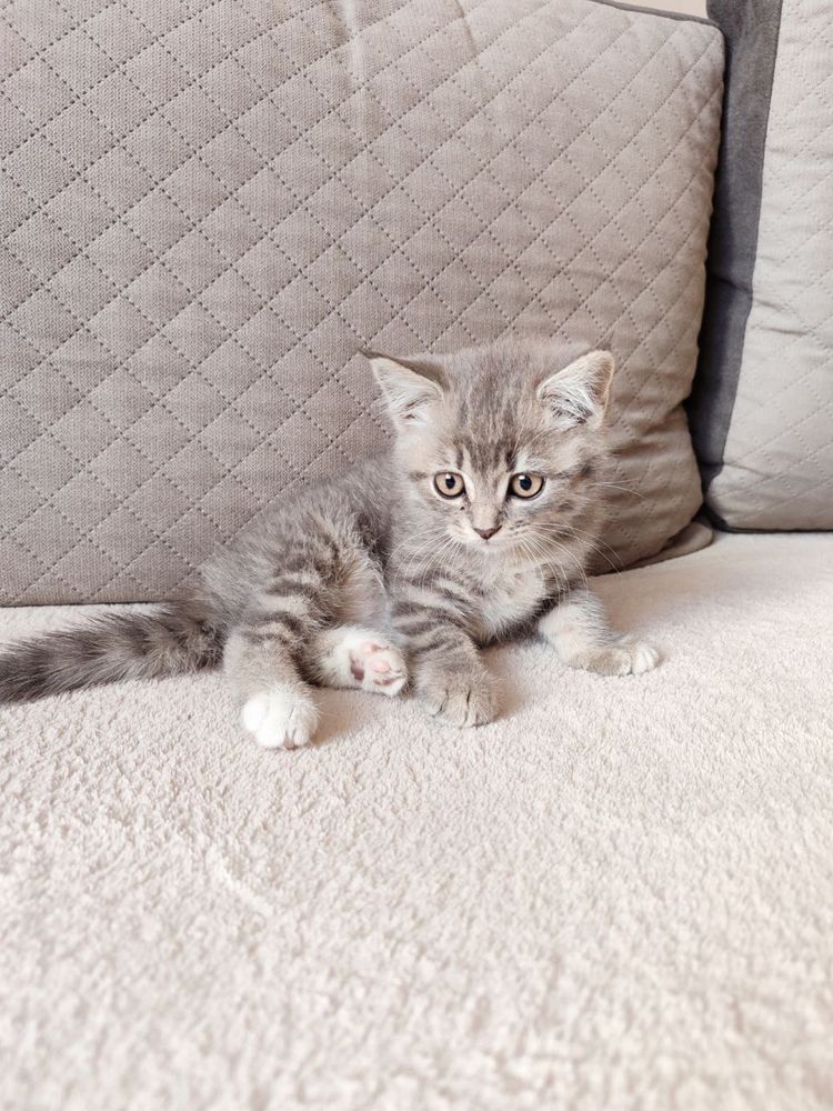 Кошеня дівчинка 1,5 місяці
