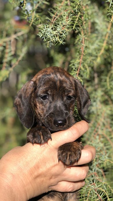 Тигрове цуценя мініатюрної такси з документами клуба