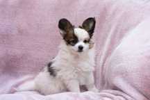 Papillon Miniaturowy Spaniel Kontynentalny ZKwP