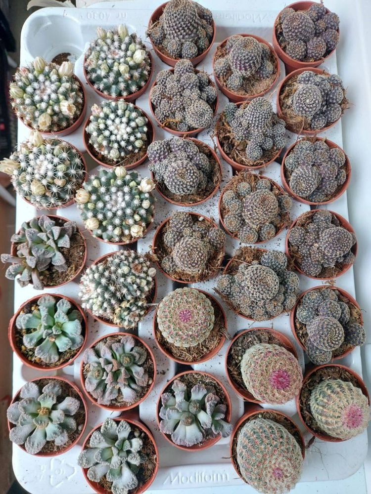 Много разных растений
