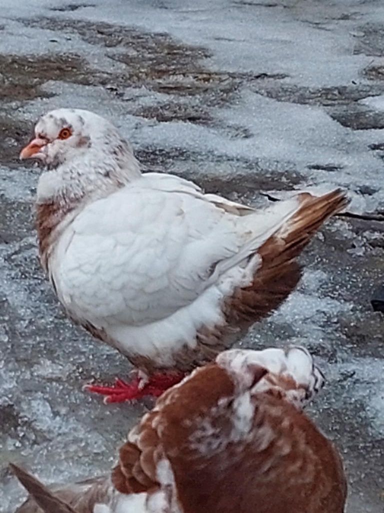 Gołębie Kingi King bardzo ładna budowa