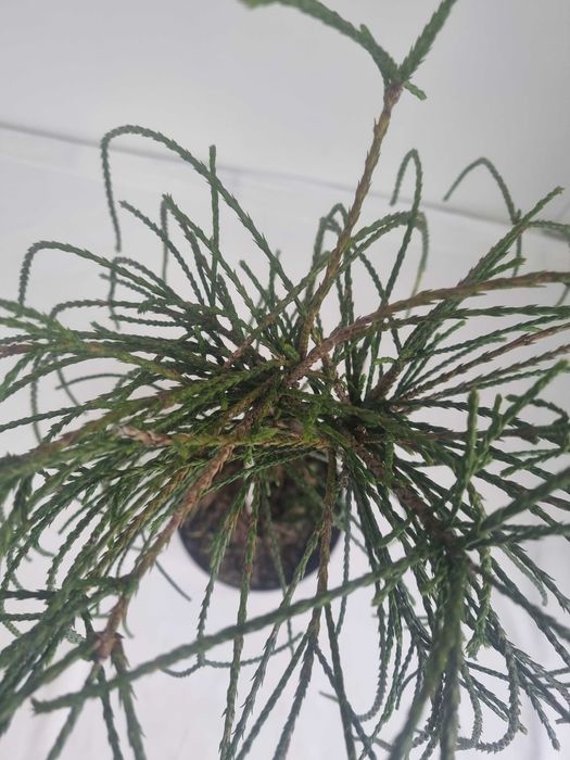 Thuja Whipcord – Karłowa Żywotnik, Wys. 80 cm, Doniczka 5L