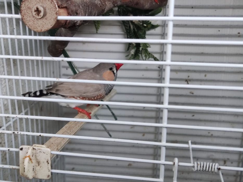 Vendo mandariam macho