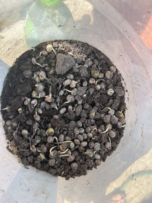 Łubin niebieski tegoroczny zbiór